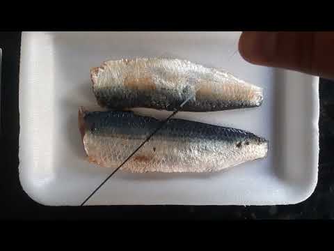 chicote  para pescar bicuda e anchovas com Filézinho de sardinha