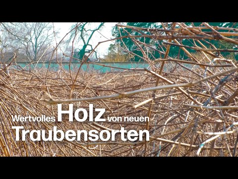 Das wertvolle Holz von neuen PIWI-Reben: Vielversprechende Züchtungen von Valentin Blattner