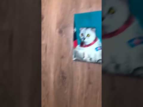 Funny cat videos #Sudhirvlog