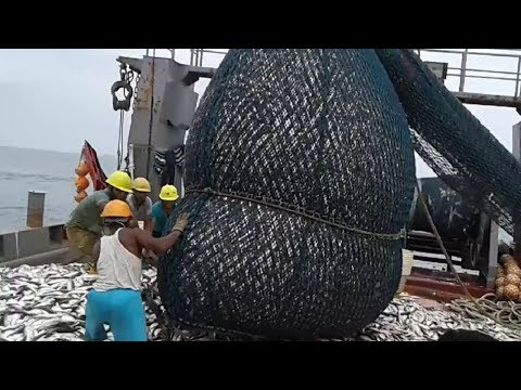 Here is The Big Catch - You Won't BelieveThat How Many Fishes - Amazing Fish Processing Machines