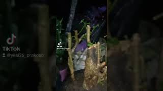 Download lagu sirami Trus biar serut bonsai subur dan cantik 😁 #hobybonsai #fypyoutube #fyp_fyp_fyp_f mp3