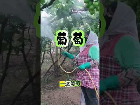 你猜，中国的葡萄需要打多少遍农药？