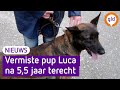 Een wonder: vermiste pup Luca na 5,5 jaar terecht