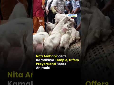 Nita Ambani Visits Kamakhya Temple, Offers Prayers and Feeds Animals