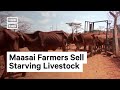 Kenya S Herders Forced To Sell Starving Livestock Due To Drought