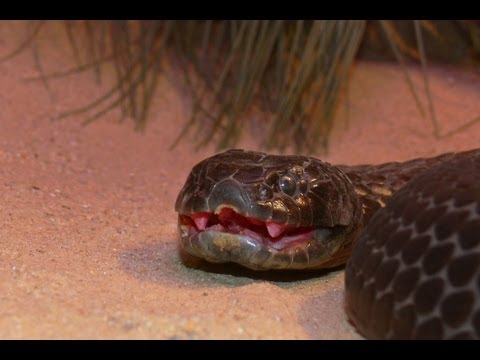 Top 10 Most Venomous Snakes!