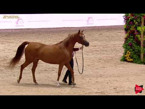 N 68 NOUARA II   A H  Moroccan Breeders' Cup 2019   3 Years Old Fillies Class 3