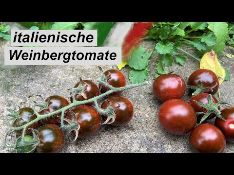 Italienische Weinbergtomate - zuckersüße Snacktomate + ideal zum Dörren & Einlegen!
