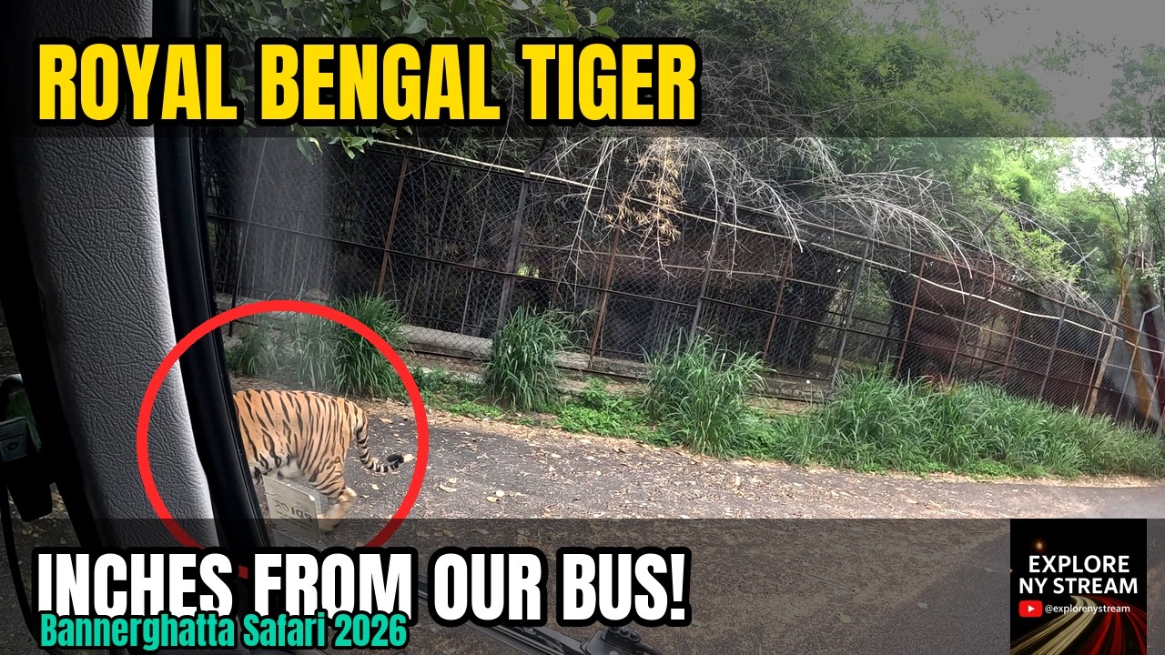 A TIGER Came INCHES From Our Bus! — Bannerghatta Safari & Zoo 2026 | Bangalore