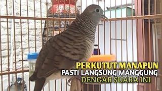Download lagu Perkutut Betina memanggil jantan Suara bersahutan perkutut lokal gacor , Ampuh untuk PANCINGAN mp3