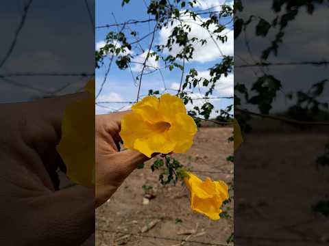 cipó do mato  ##rosadodeserto#nordeste#caatinga#flores#Piauí