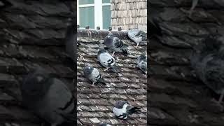 モン・サン・ミシェル　屋根の上でまったり鳥ちゃん