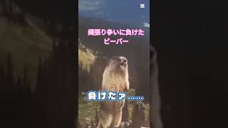#叫ぶビーバー 縄張り争いに負けて叫んでいたら人間に見られていた図 #short #動物 #おもしろ動画 #おもしろ #アフレコ #ビーバー #のびろ #動物