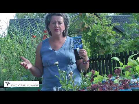 download lagu mp3 mp4 Coreopsis Verticillata Golden Gain, download lagu Coreopsis Verticillata Golden Gain gratis, unduh video klip Coreopsis Verticillata Golden Gain