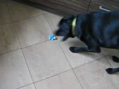 2 years old labrador plays with toy turtle :)