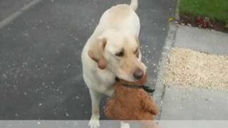 HESTON TAKES HIS MONEY FROM ROYAL BANK OF SCOTLAN