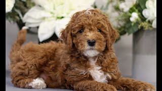 Video preview image #1 Poodle (Toy) Puppy For Sale in EAST EARL, PA, USA