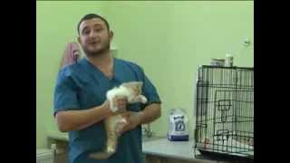 Открытие Ветеринарного центра "Вет Мастер" в Бронницах