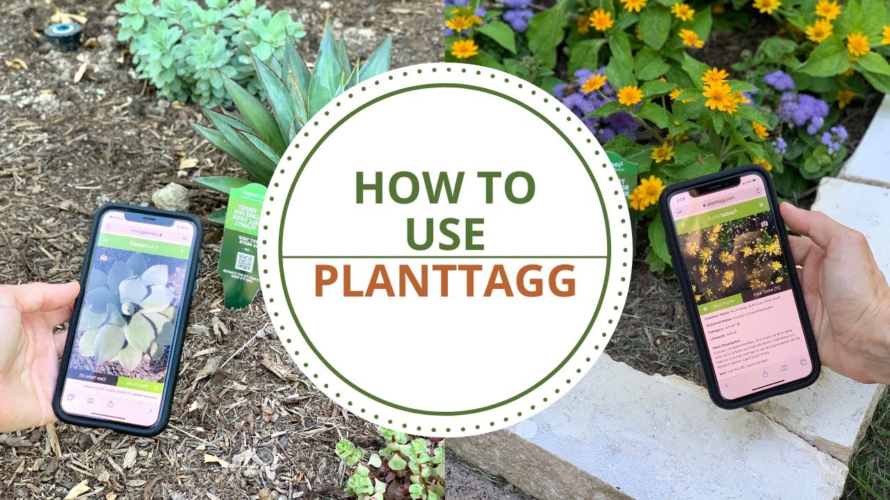 How to use PlantTAGG