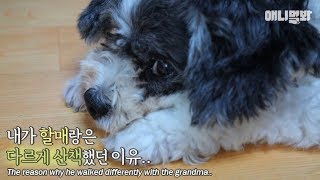 Why the dog walks slowly with grandpa and gets hyped with grandma.. ㅠㅠ..