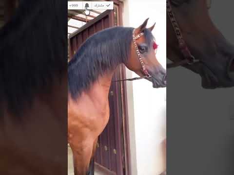 الخيل العربي الناري