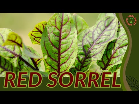 Everything About RED SORREL in 1 Minute (Rumex sanguineus)