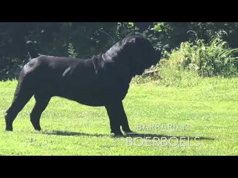 Barbarian Boerboels