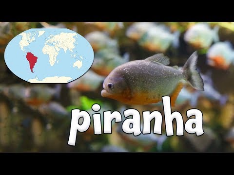 South American Animals!