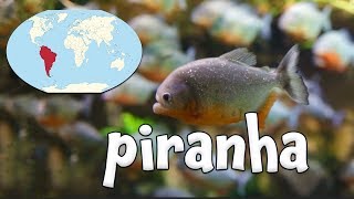 South American Animals! gameplay video by mgorham, 1:53 duration