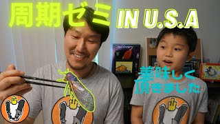 周期ゼミ in U.S.A 後編 初めてセミ食べてみた