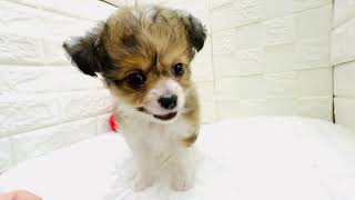 ハーフ犬の動画01