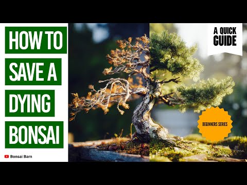 “How to save a dying bonsai tree.” | “Bonsai for Beginners.”