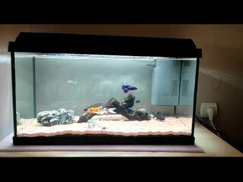 Juwel primo 60 🐟🐠🐡 ❤️