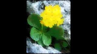 P.OTTONE TONETTI 'Primi fiori della mia collina' (composizione per pianoforte)