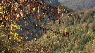 preview picture of video 'Экстрим лес горы скалы камни Армения красота природа ластивер lastiver'