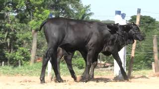 Vídeo 61 - 42º LEILÃO DA TRADIÇÃO | GADO GIROLANDO E HOLANDÊS HVB