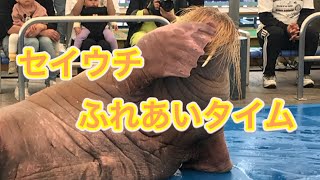 三重県【鳥羽水族館】セイウチの投げキッスの音が凄かった！ハーモニカもやります！
