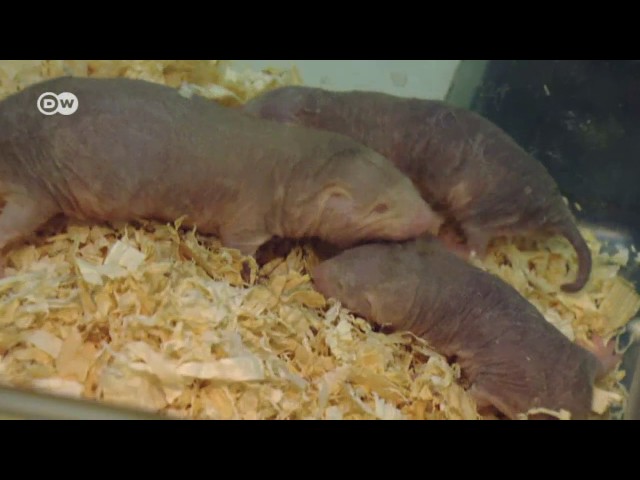 Vídeo relacionado con Realmente me gustan los topos desnudos Ok? Rata topo desnuda divertida Camiseta
