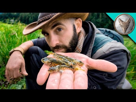 奇妙な空気呼吸の魚! (Bizarre Air Breathing Fish!)