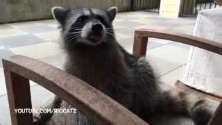 Gracie Raccoon - Part 2