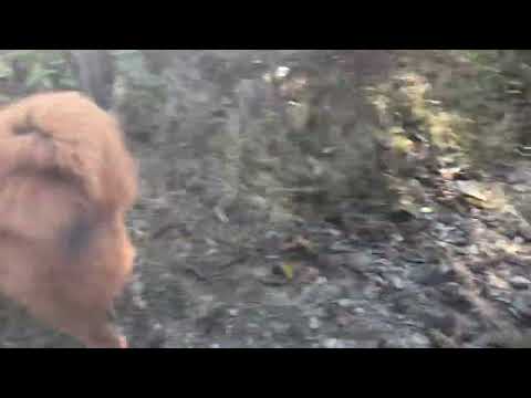 Tibetan Mastiff Dog Nepal