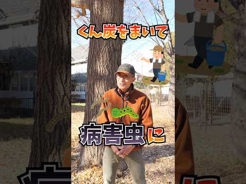 野菜の種まき：春の植え付けに備えて、今すぐ自宅で夏野菜を始めましょう！  庭園