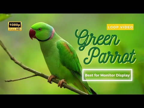 Green Parrot Forest 1 Hour Loop HD Video Best for Relaxing and Meditation | Best for Monitor Display