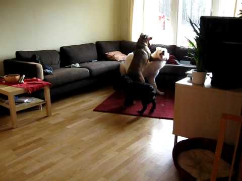 Saika, Moesj and Whimsey playing   (MVI 0295)