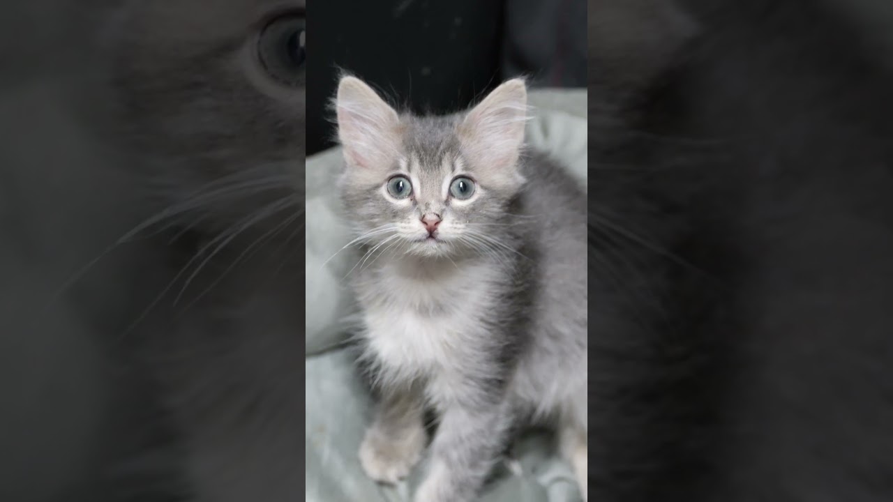 Enlarge Pancake, a Adoptable Domestic Medium Hair in Tacoma, WA video 6/6