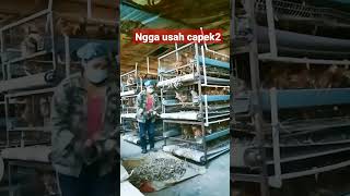 Download lagu Ternak ayam petelur, dikandang modern mp3