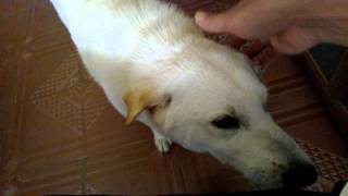 preview picture of video 'bán chó trung quốc màu trắng cực đẹp'