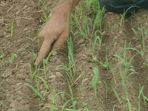 How to Use a Disc Harrow Model 300