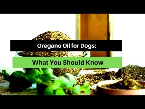 download lagu mp3 mp4 Oregano And Dogs, download lagu Oregano And Dogs gratis, unduh video klip Oregano And Dogs