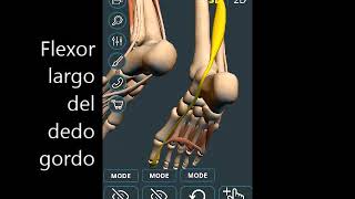FISIOCHACÓN - Flexor del dedo gordo del pie